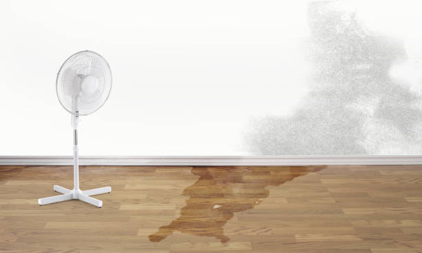 Best Residential water damage restoration  in Nooksack, WA
