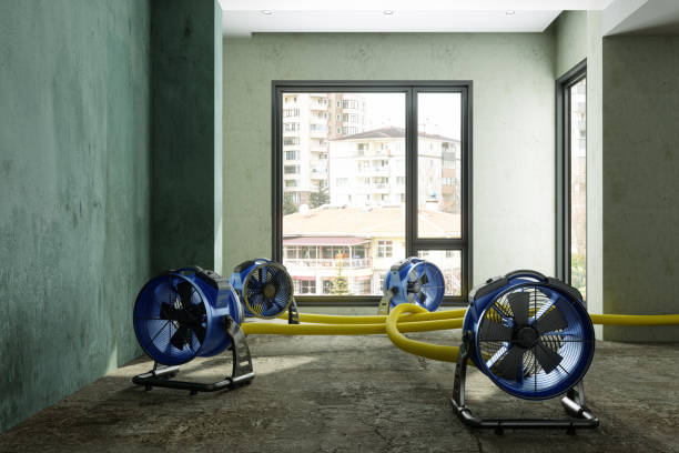 Best Mold removal after water damage  in Nooksack, WA